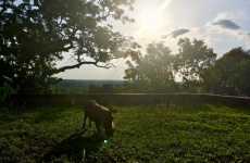 safari_mole_nationalpark_009