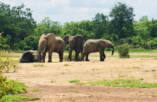 safari_mole_nationalpark_013